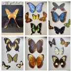 Alfred Werner and Josef Bijok - Butterflies and Moths { 39