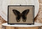 Vlinder Taxidermie volledige montage - Papilio diephobus -, Nieuw