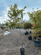Acer Palmatum viridis esdoorn boom, Ophalen