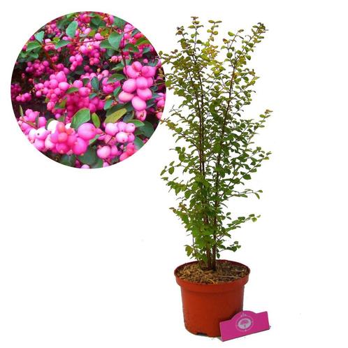 sneeuwbes Symphoricarpos doorenbosii Magic Ber, Tuin en Terras, Planten | Tuinplanten, Verzenden
