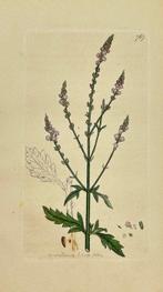 0 James Sowerby (1757 – 1822) - Set of 25 Antique Botanical