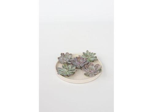 Echeveria DIY box 7-10cm - mix of 5, Huis en Inrichting, Kamerplanten, Verzenden