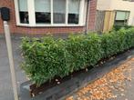Prunus lus. ‘Angustifolia’  - kant en klaar haag Portugese, Tuin en Terras, Planten | Struiken en Hagen, Verzenden, Laurier, Haag