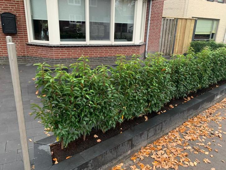 Prunus lus. ‘Angustifolia’  - kant en klaar haag Portugese, Tuin en Terras, Planten | Struiken en Hagen, Laurier, Haag, Minder dan 100 cm