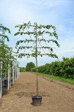 leilinde leibomen leilinden kwekerij bezorgd 95,-per stuk, Tuin en Terras, Planten | Bomen, Ophalen of Verzenden