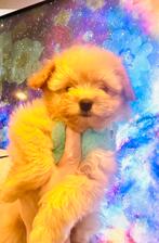 Prachtig en gezond POMAPOO reutje mag gelijk weg, Parvo, 8 tot 15 weken, Meerdere, Nederland