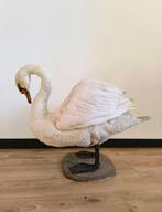 Zwaan Taxidermie volledige montage - Cygnus - 70 cm - 30 cm, Nieuw