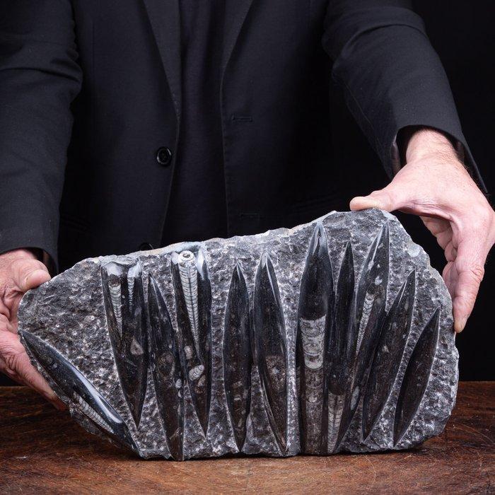 Fossiele monsters - Perfecte omstandigheden - Fossiel, Antiek en Kunst, Curiosa en Brocante