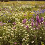 Nectarrijk bloemenmengsel - Snacktar, Tuin en Terras, Bloembollen en Zaden, Gehele jaar, Zaad