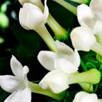 Yodeyma - Yodeyma Boreal eau de parfum, Sieraden, Tassen en Uiterlijk, Ophalen of Verzenden, Nieuw