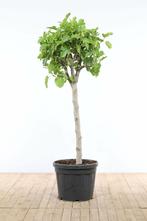 Vijgenboom Ficus Carica Op stam 30-40 175-200 Pot, Tuin en Terras