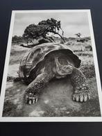 Sebastião Salgado (1944) - Galapagos, Ecuador, 2004 -, Antiek en Kunst