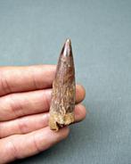 Spinosaurus - Fossiele tand - Spinosaurus aegyptiacus