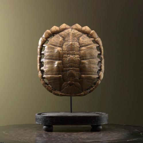 Schildpad Schild Goud Replica, Verzamelen, Dierenverzamelingen, Opgezet dier, Nieuw, Wild dier, Ophalen of Verzenden