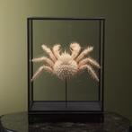 Spiny King Crab in Vitrine, Verzamelen, Ophalen of Verzenden, Nieuw, Wild dier, Opgezet dier