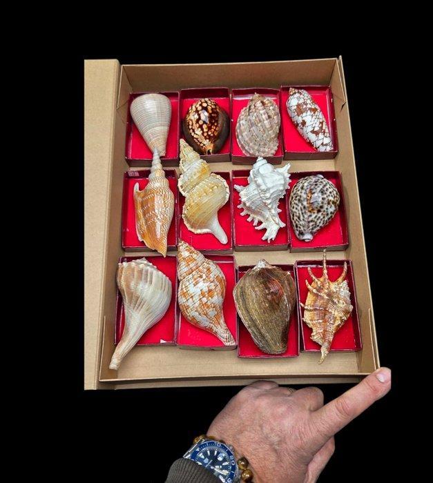 World Shells collection - Conus - Porcelain - Murex - Lambis, Verzamelen, Dierenverzamelingen