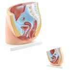 Anatomie model bekkenhelft vrouwelijk, Verzenden, Nieuw