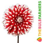 The Bulb Farmers - 12 x Dahlia Little Tiger - rood met wit, Voorjaar, Bloembol, Verzenden, Volle zon