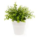Kunstplant eucalyptus groen in witte pot 22 cm  - Overige .., Huis en Inrichting, Kamerplanten, Verzenden