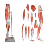 Anatomie model spieren been en bekken, 13-delig, Nieuw