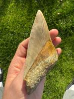 Megalodon - Fossiele tand - 11 cm - 8 cm