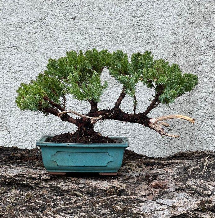 Jeneverbes bonsai (Juniperus) - Hoogte (boom): 16 cm -, Antiek en Kunst, Curiosa en Brocante