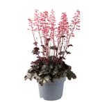 Heuchera villosa Hip Hip Hooray (Roze), Ophalen of Verzenden, Vaste plant, Siergrassen, Halfschaduw