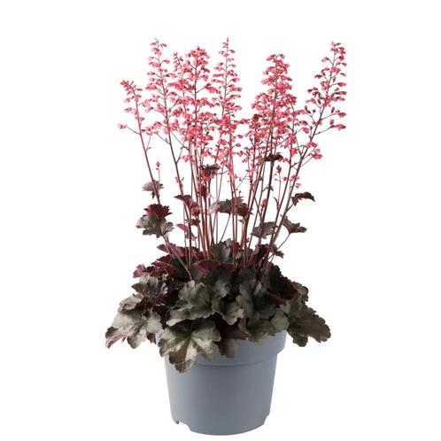 Heuchera villosa Hip Hip Hooray (Roze), Tuin en Terras, Planten | Tuinplanten, Siergrassen, Vaste plant, Halfschaduw, Ophalen of Verzenden