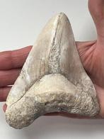 Megalodon tand 12,7 cm (5 INCH) - Fossiele tand -, Nieuw