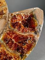 Decoratieve gedeelde bruine ammoniet paar - halve schelp -