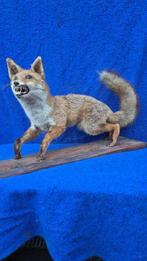 Rode vos Taxidermie wandmontage - Vulpes vulpes - très grand