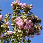 Sierkers boom | Prunus Kanzan | roze bloesem