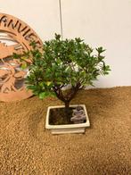 Azalea bonsai (Rhododendron) - Hoogte (boom): 28 cm - Diepte