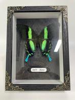 Vlinder Taxidermie volledige montage - Papilio Blumei - 19.5, Nieuw