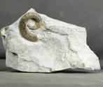 Gefossileerde ongecoile ammoniet - op steen - Gefossiliseerd