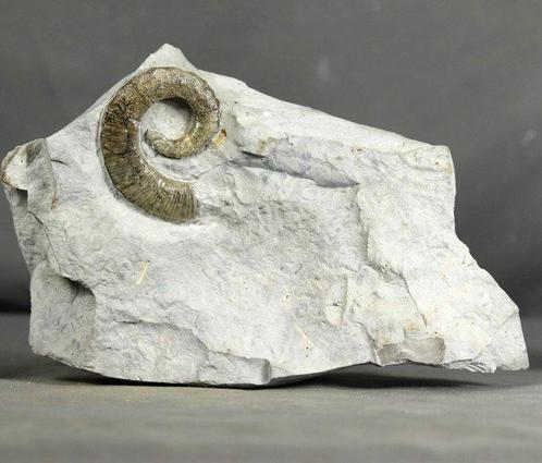 Gefossileerde ongecoile ammoniet - op steen - Gefossiliseerd, Verzamelen, Mineralen en Fossielen