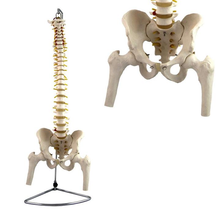 Anatomie model wervelkolom met femurkoppen, flexibel, 86..., Sport en Fitness, Massageproducten
