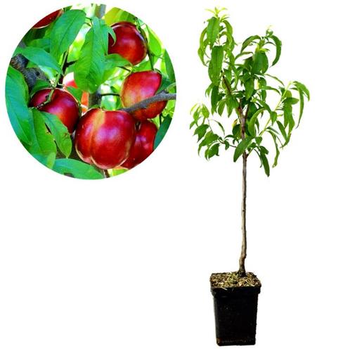 nectarine Prunus nucipersica Fire Top + Pot 23, Tuin en Terras, Planten | Fruitbomen, Volle zon, Verzenden