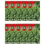 Boerenkool zaad | VT | 10 stuks, Verzenden