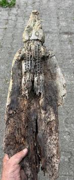 Geleidelijk geërodeerde kano-voorzijde, krokodil Sepik PNG -