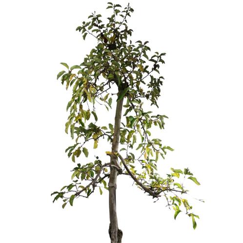 Oude appelboom - Malus Jonagold - Laagstam +/- 15 jaar, Tuin en Terras, Planten | Bomen, Ophalen of Verzenden