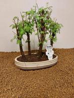Kustmammoetboom bonsai (Sequoia) - Hoogte (boom): 28 cm -