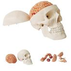 Anatomie model schedel met hersenen, 10-delig, Nieuw, Verzenden