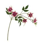 Clematis spray – beauty cream 78 cm bloomon boeket, Ophalen of Verzenden, Nieuw