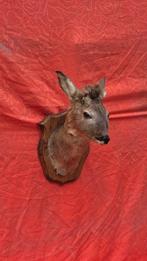 Reebok Taxidermie wandmontage - Capreolus capreolus - rare, Nieuw
