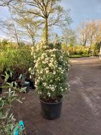 Choisya ternata White Dazzler Mexicaanse oranje bloesem, Tuin en Terras, Ophalen
