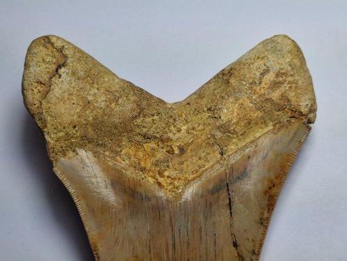 Megalodon - Fossiele tand - 13 cm, Verzamelen, Mineralen en Fossielen