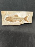 Fossiele matrix - Enchodus Marchesettii + 4 Crinoide nella, Verzamelen, Mineralen en Fossielen