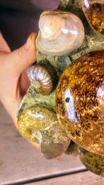 Grote 2,8 kg fossielen ammoniet nautilus - cluster druzy -, Nieuw