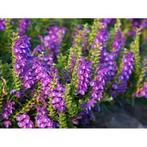 Glidkruid (Scutellaria Baicalensis) - 100 Capsules, Verzenden, Nieuw, Poeder of Drank